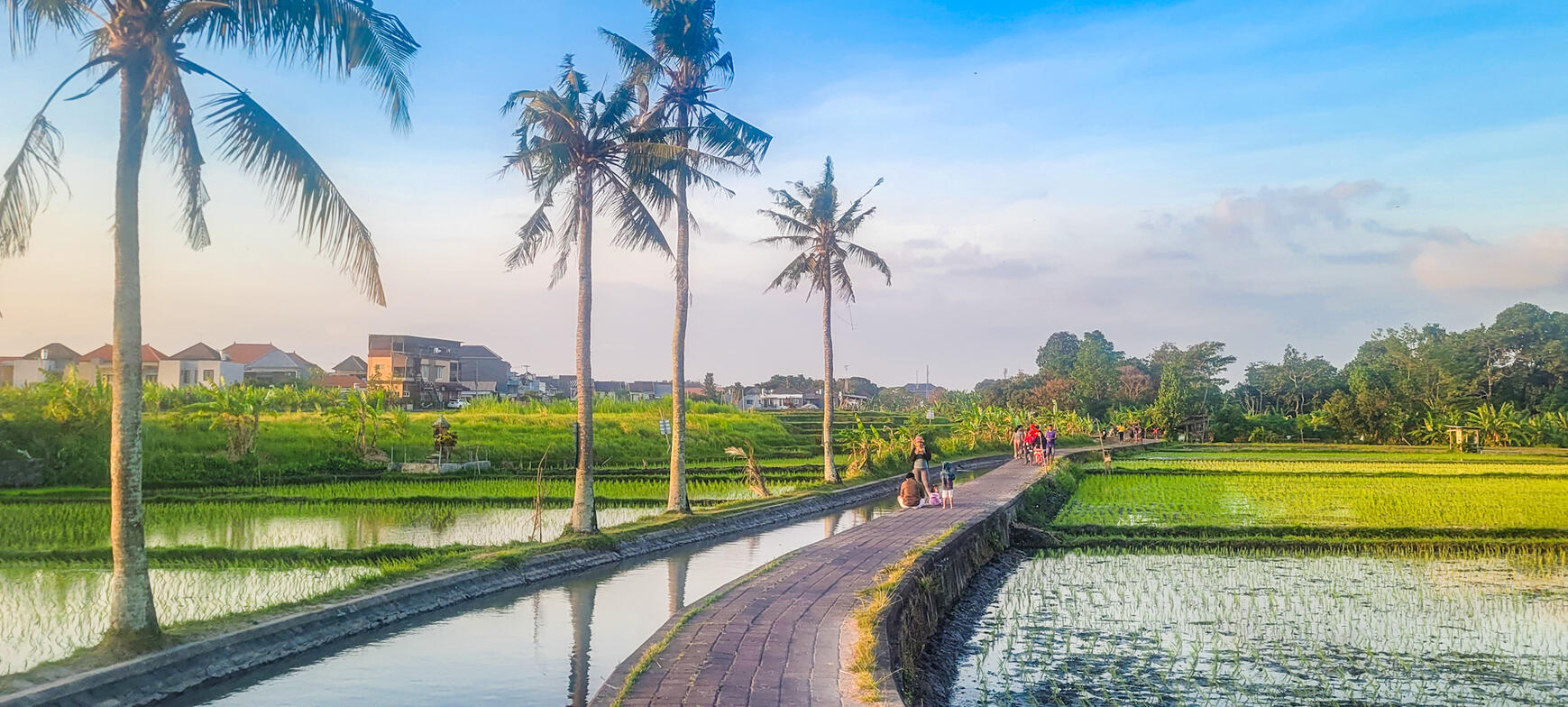 Rice fields, Bali Photography by thriller writer Harry F. Bonney